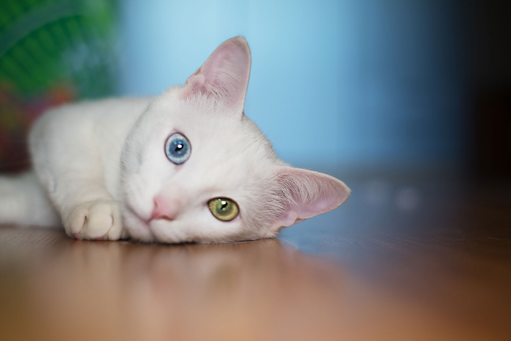 Gatto bianco con eterocromia